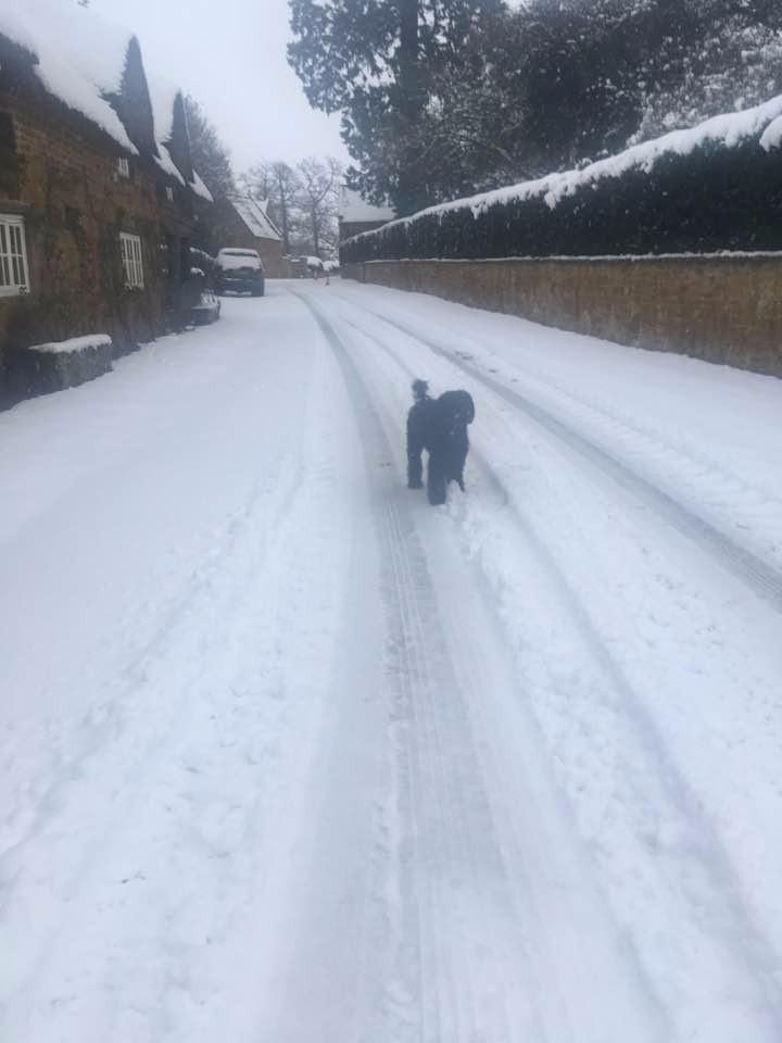 Tarka in the snow in Brockhall